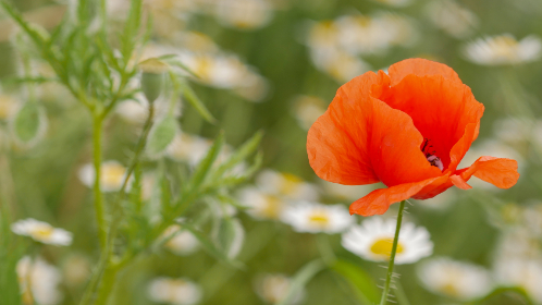 泥土大同 泥土大同