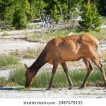 包子漫画1:趣味包子背后的故事与创意 4zspd